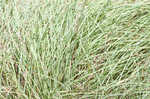 Heath sedge